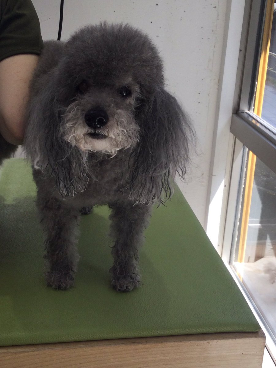 つぶらな瞳で見つめてきてとっても可愛いです。

 #ケンネルスクール
#トリミングスクール #独立開業 #社会人スクール #転職 #トリマーで副業 #開講1986年 #カット犬 #1人一頭 #ペットカットからショークリップまで #ペットショップ #オリジナルカット