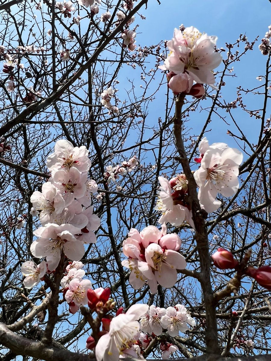 「庭の梅が咲いてきました(桜はまだ蕾)&庭の畑 」|北野仁のイラスト