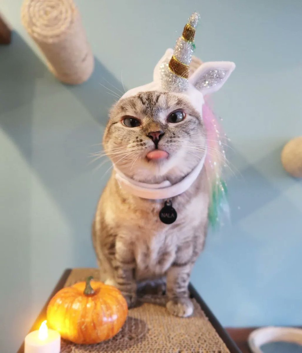 PulatdW's tweet photo. @crypto_unicorns Got a cute pet.
#InternationalUnicornDay https://t.co/DlU9tmS1j4