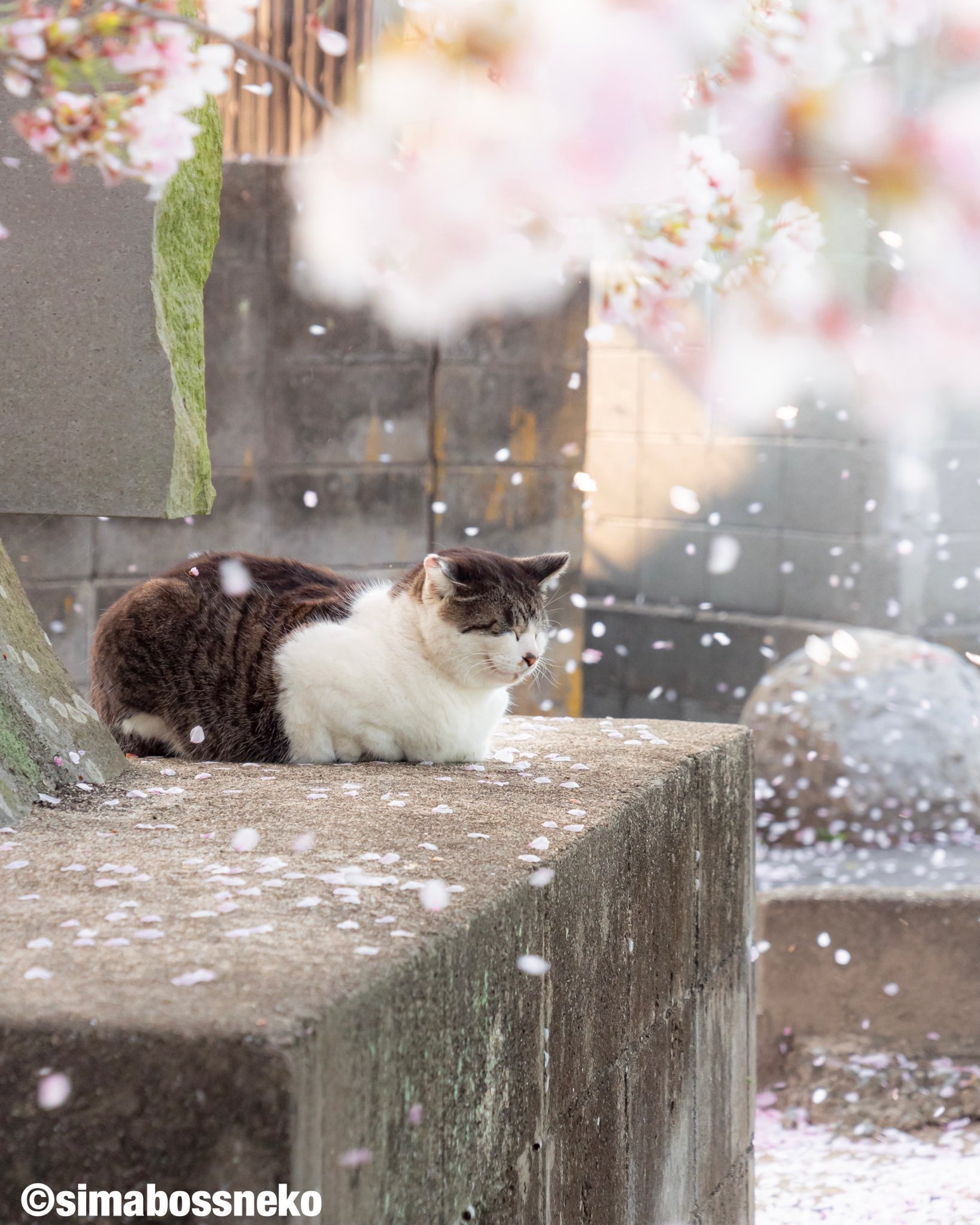 【こうめページ】「桜の木登りにゃんこさん」「お利口にゃんこさんズ」 こうめページ】「桜の木登りにゃんこさん」「お利口にゃんこさんズ」