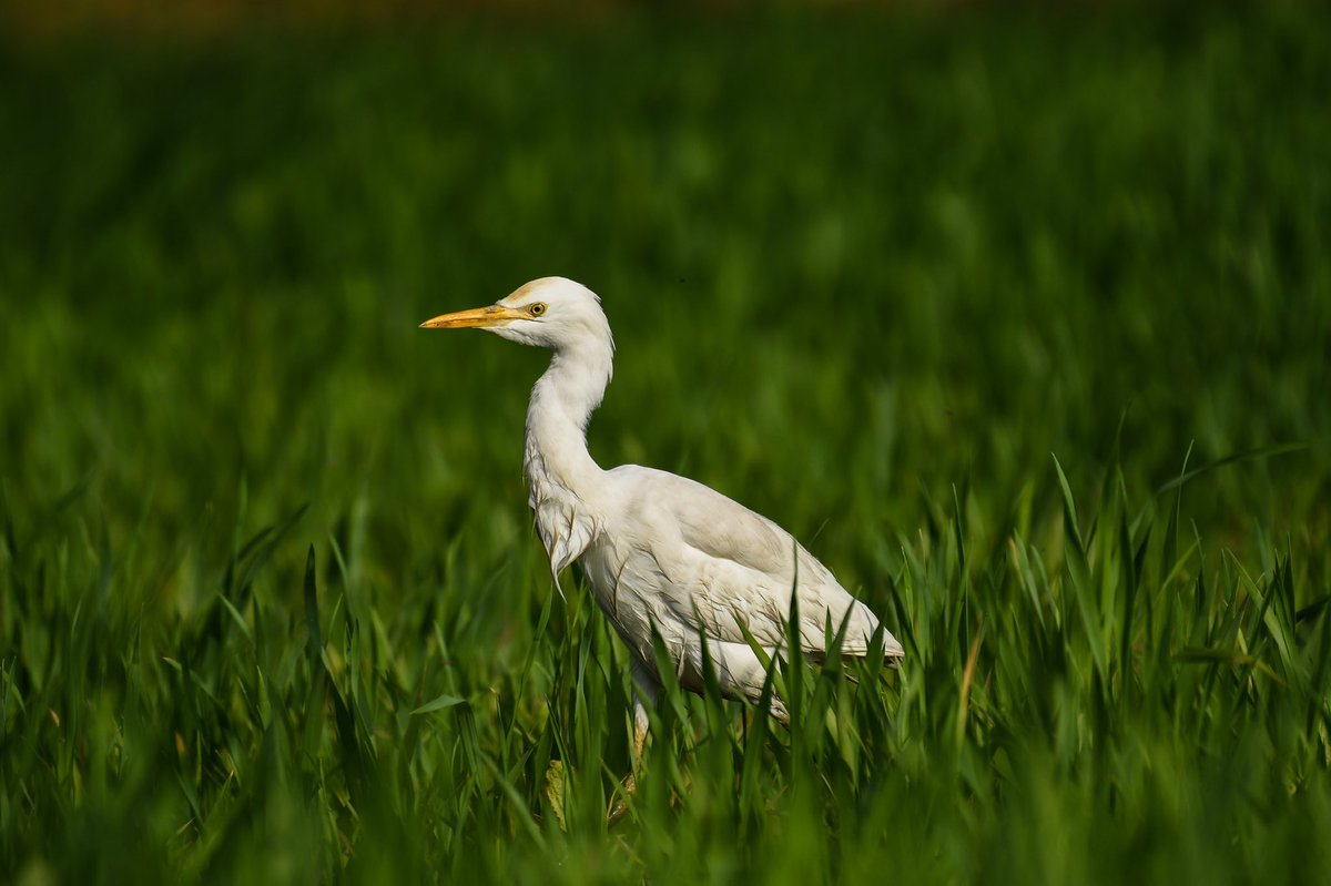 BirdTalkers's tweet photo. Cattle Egret at Dhanauri Wetlands, Greater Noida. Loved the colour contrast. March, 2022

#IndiAves #Birds #NaturePhotography #birdwatching #birdphotography #BBCWildlifePOTD #BirdsSeenIn2022 #wildlifephotography, #nature #naturephotography, #wildlifephotography #PhotoOfTheDay https://t.co/cRa8HjClfU