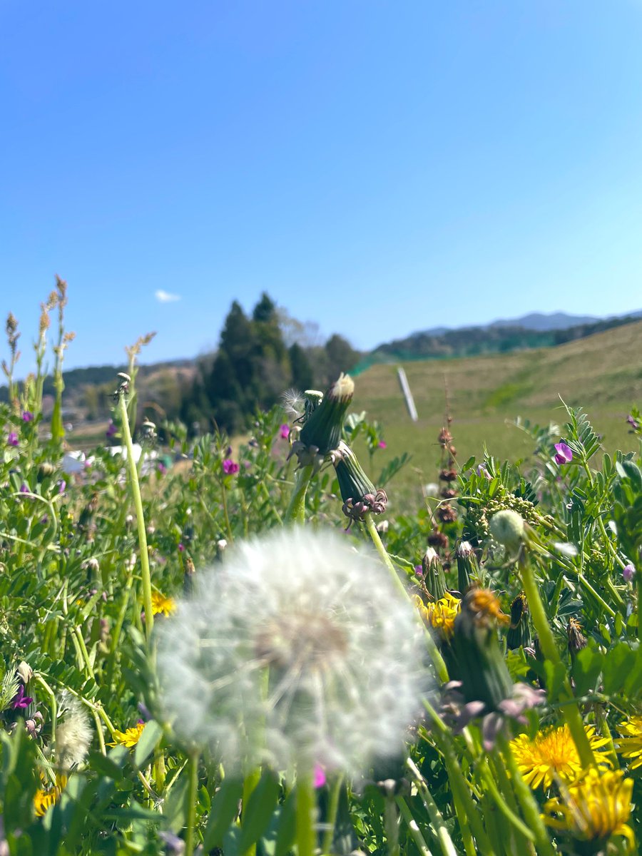 Ork_blue's tweet photo. 明日空へと
飛んでく横顔
ささやかな風
野の花は微笑んで
足元飛行
春は光 だね。 https://t.co/lY1K2RlV9E