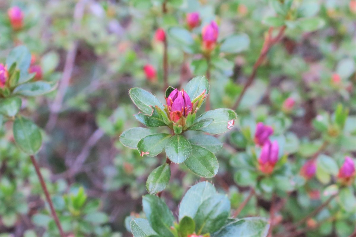 こんちゅう館の生垣のツツジの蕾が膨らんできました こんちゅう館の周辺では 毎年ツツジが咲き始めると 花の蜜を吸いに来るクロア 22 04 10 東区の動植物園 水族館 広島市森林公園こんちゅう館 まいにちを豊かに りっち こんちゅう館の生垣のツツジの蕾が膨らんできました こんちゅう館の周辺では 毎年ツツジが咲き始めると 花の蜜を吸いに来るクロア 22 04 10 東区の動植物園 水族館 広島市森林公園こんちゅう館 まいにちを豊かに りっち