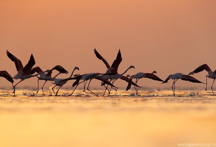 Greater flamingos, Bahrain. #GreaterFlamingos #Sunrise #Wildlife #Bahrain