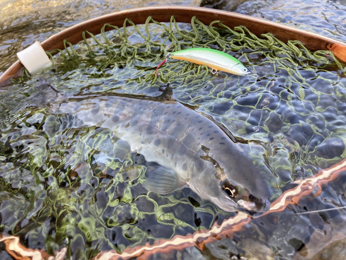noriwasa_513's tweet photo. 3時間の弾丸桂川釣行でFT60HWに入魂!ここぞというポイントを流すと一発でかけてくれました!ただ結果は2キャッチ2バラシ2ロストとマイナス…(特に財布に)
本流用も作るか…
#桂川
#大月
#ルアーフィッシング
#ハンドメイドルアー
#oldmade
#FT60HW https://t.co/0rtgdj2LQu