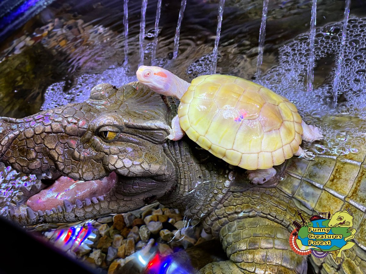 fcf_kyoto's tweet photo. ワニライダー🐊🐢
#爬虫類カフェ #ふぁにくり #ふぁにくり京都祇園店 #爬虫類 #京都観光 #ミドリガメ #アルビノ #アルビノアカミミガメ #ワニ #reptile #kyoto #commonslider #albino https://t.co/QCtRU1lpqH