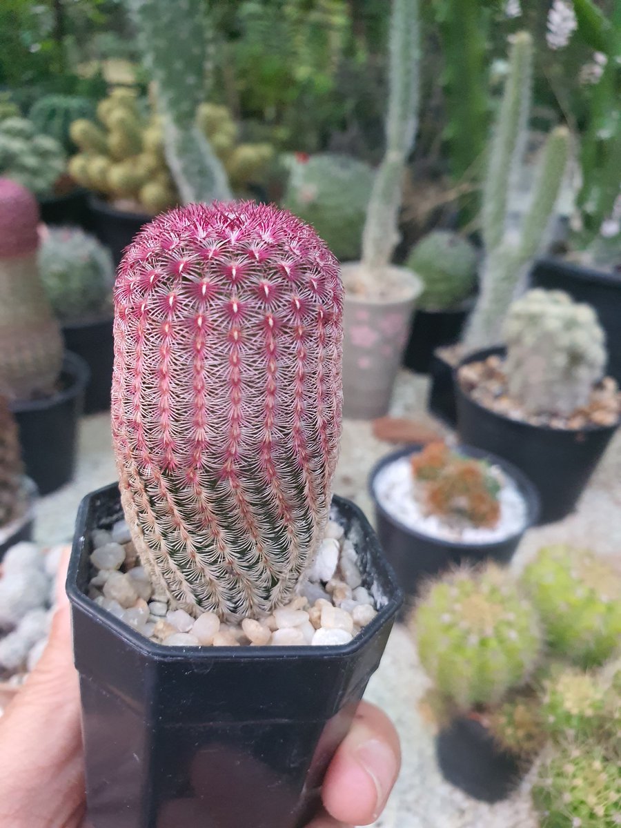 today543's tweet photo. ช่วงนี้ออเดอร์แบบอืดๆ แม่ค้าอื่นเป็นกันมั้ยคะ  #ขายแคคตัส #Cactus https://t.co/bY8SNTreSj
