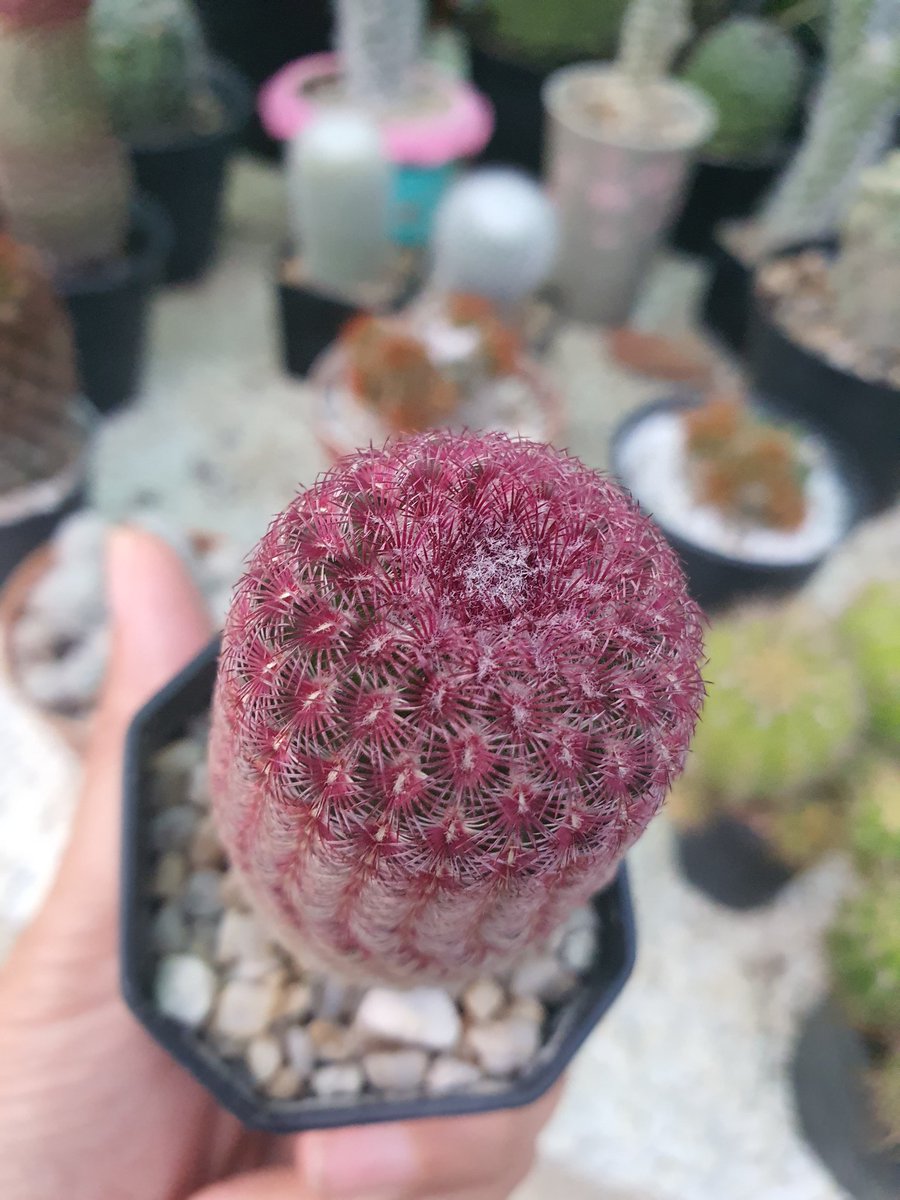today543's tweet photo. ช่วงนี้ออเดอร์แบบอืดๆ แม่ค้าอื่นเป็นกันมั้ยคะ  #ขายแคคตัส #Cactus https://t.co/bY8SNTreSj
