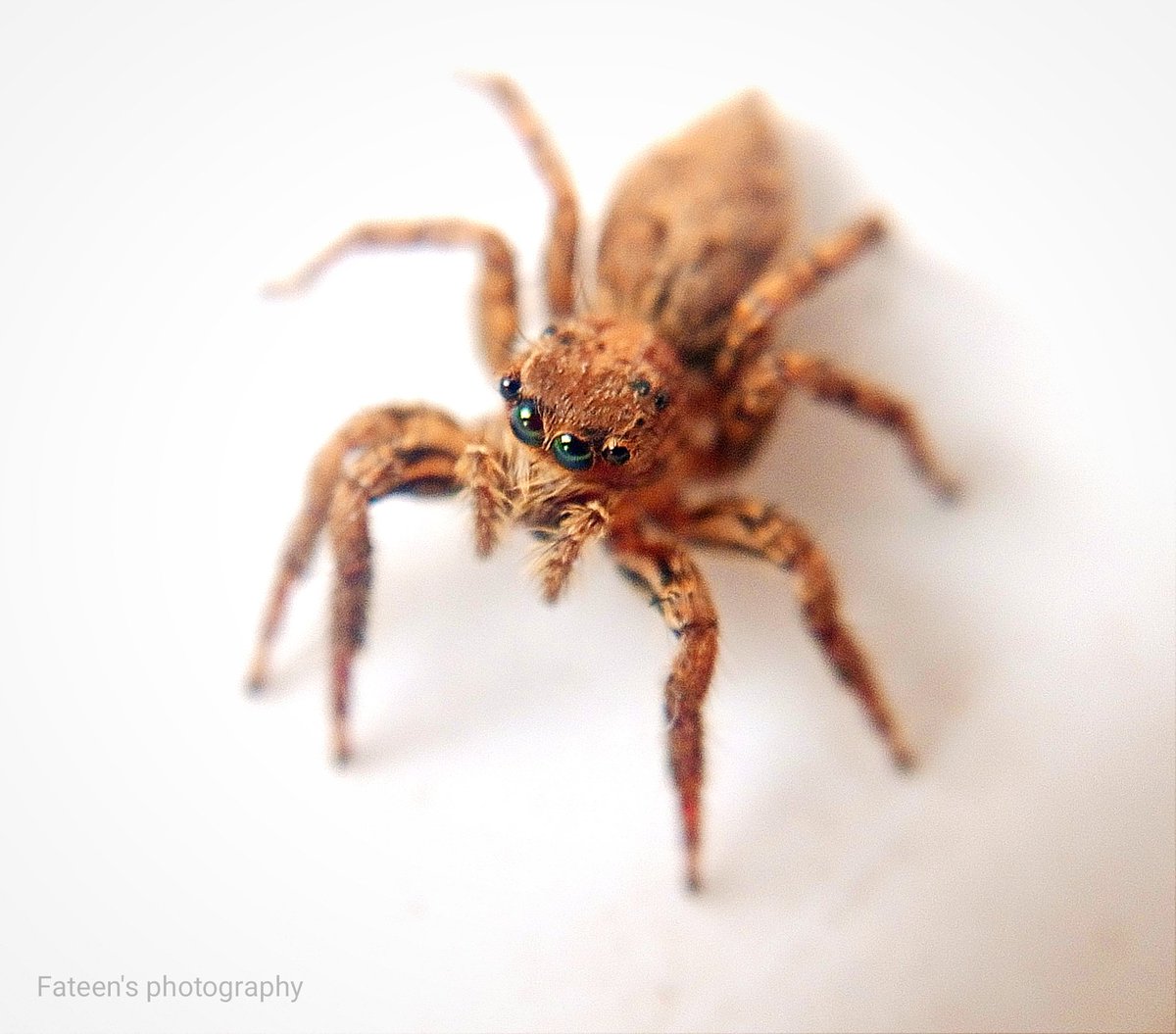 My cute little poser

#spider #insect