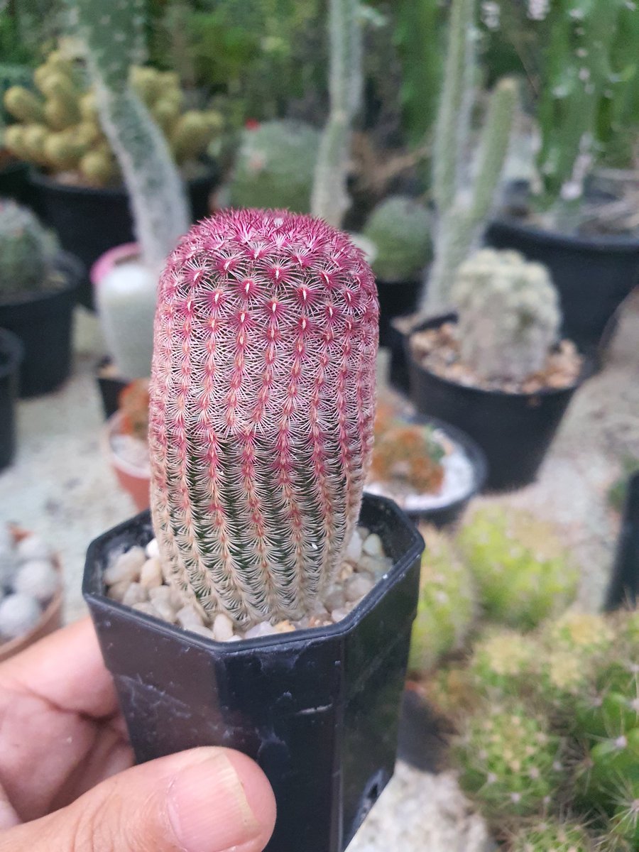 today543's tweet photo. ช่วงนี้ออเดอร์แบบอืดๆ แม่ค้าอื่นเป็นกันมั้ยคะ  #ขายแคคตัส #Cactus https://t.co/bY8SNTreSj
