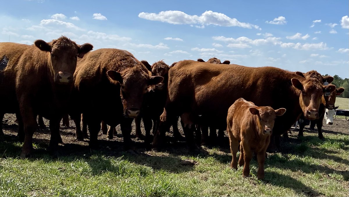 PrimariusReds's tweet image. Primarius Reds - One of my favorite Red Angus bull calves born early March at the farm.