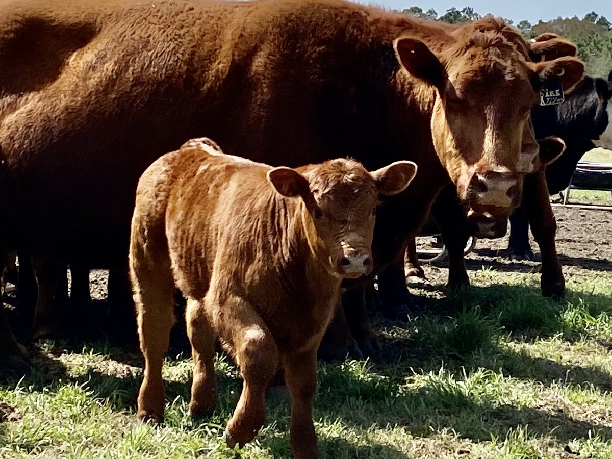 PrimariusReds's tweet image. Primarius Reds - One of my favorite Red Angus bull calves born early March at the farm.