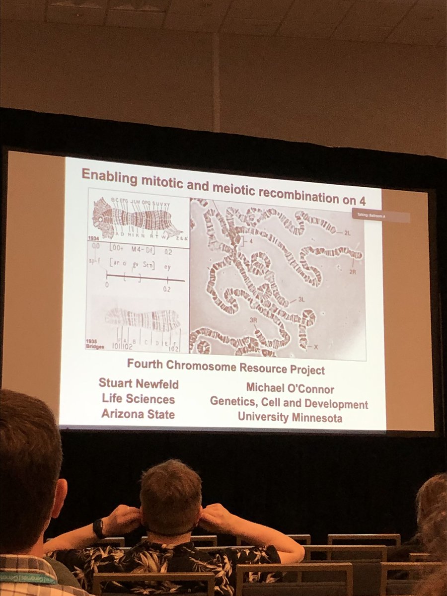 DrosDGRC's tweet photo. #Drosophila 4th Chromosome - The Final Frontier - enabling recombination on the 4th w/ Stuart Newfeld and colleagues at #Dros22 https://t.co/KsHAfcBkAl