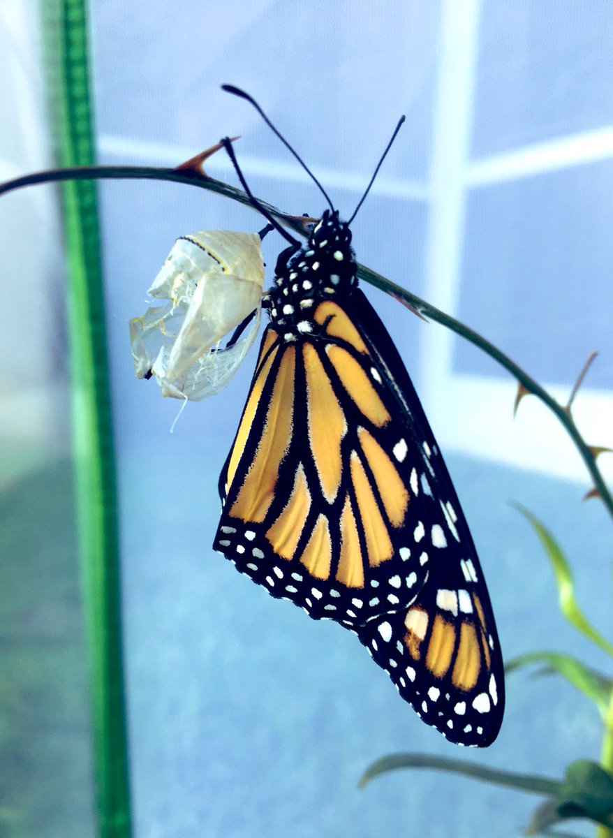 KwikWarren's tweet photo. A brand new monarch butterfly, less than 5 minutes out of its chrysalis; gathering itself…getting used to its new, winged body. I put chrysalis inside an enclosure coz I felt it was in an unsafe location susceptible to predation. Butterfly looks healthy. It’ll fly away soon. https://t.co/QCwOPqokag