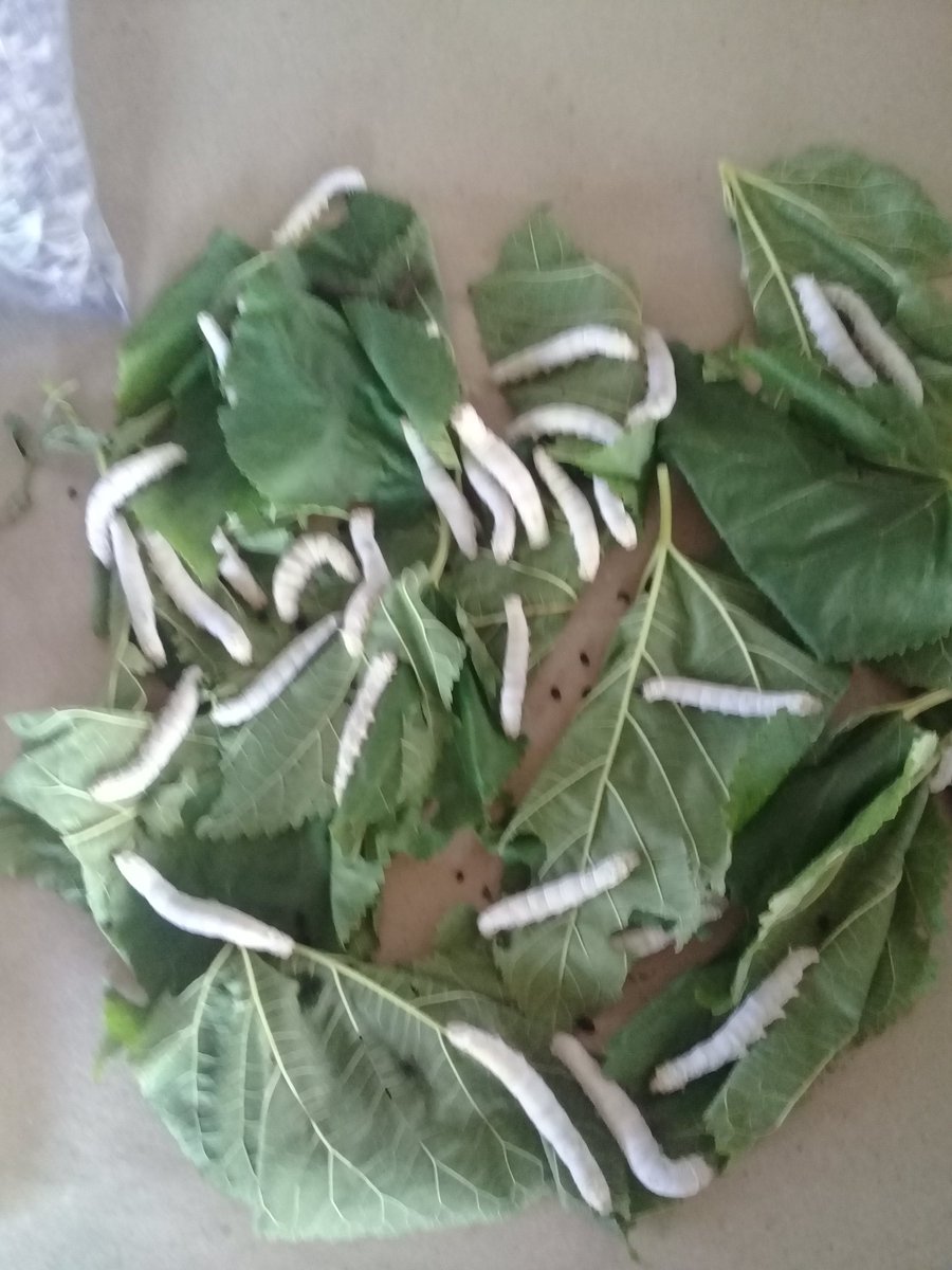 Avanza la crianza del gusano de seda en la Estación Experimental Indio Hatuey. #PericoEnVictoria <a href="/DrRobertoMOjeda/">Dr. Roberto Morales Ojeda</a> <a href="/SuselyMorfaG/">Susely Morfa González</a> <a href="/DiazCanelB/">Miguel Díaz-Canel Bermúdez</a>