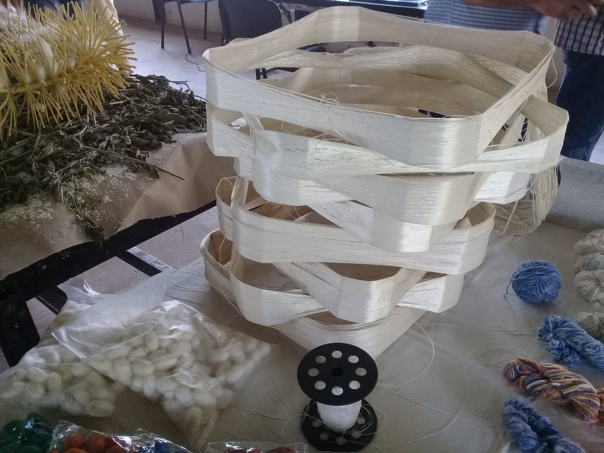 Obtención del hilo de seda y otros derivados de la crianza del gusano de seda. #PericoEnVictoria <a href="/DiazCanelB/">Miguel Díaz-Canel Bermúdez</a> <a href="/SuselyMorfaG/">Susely Morfa González</a> <a href="/DrRobertoMOjeda/">Dr. Roberto Morales Ojeda</a>