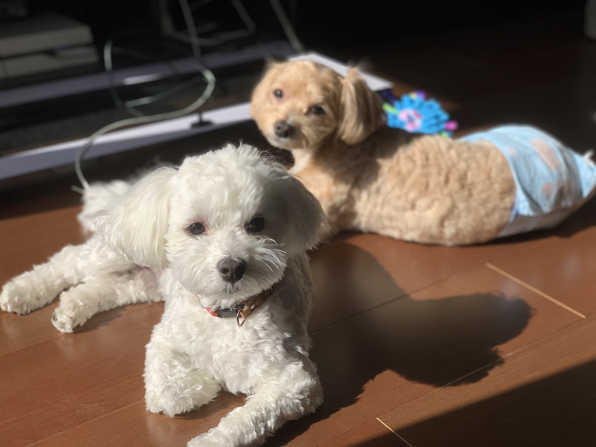 マルプー ラテミル おはよう マルプー 子犬 マルチーズ トイプードル ミックス犬 Mix犬 T Co Fbub7wzk0c Twitter