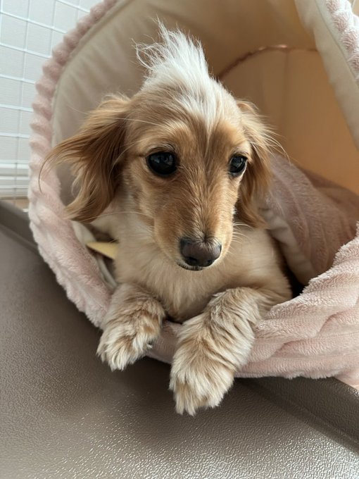 モヒカン犬のtwitterイラスト検索結果