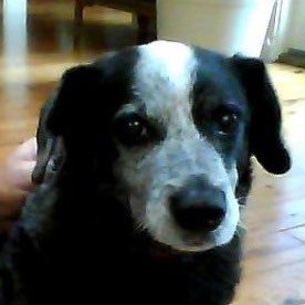 pbsmithmd's tweet photo. @dog_rates This was Bodie, a blue heeler mix that was at least 18 when he died. Adopted from a shelter in North Carolina and was thought to be 1-2 years old. We had him for 18 years. He was the bestest boy https://t.co/FLBdfQB0UH