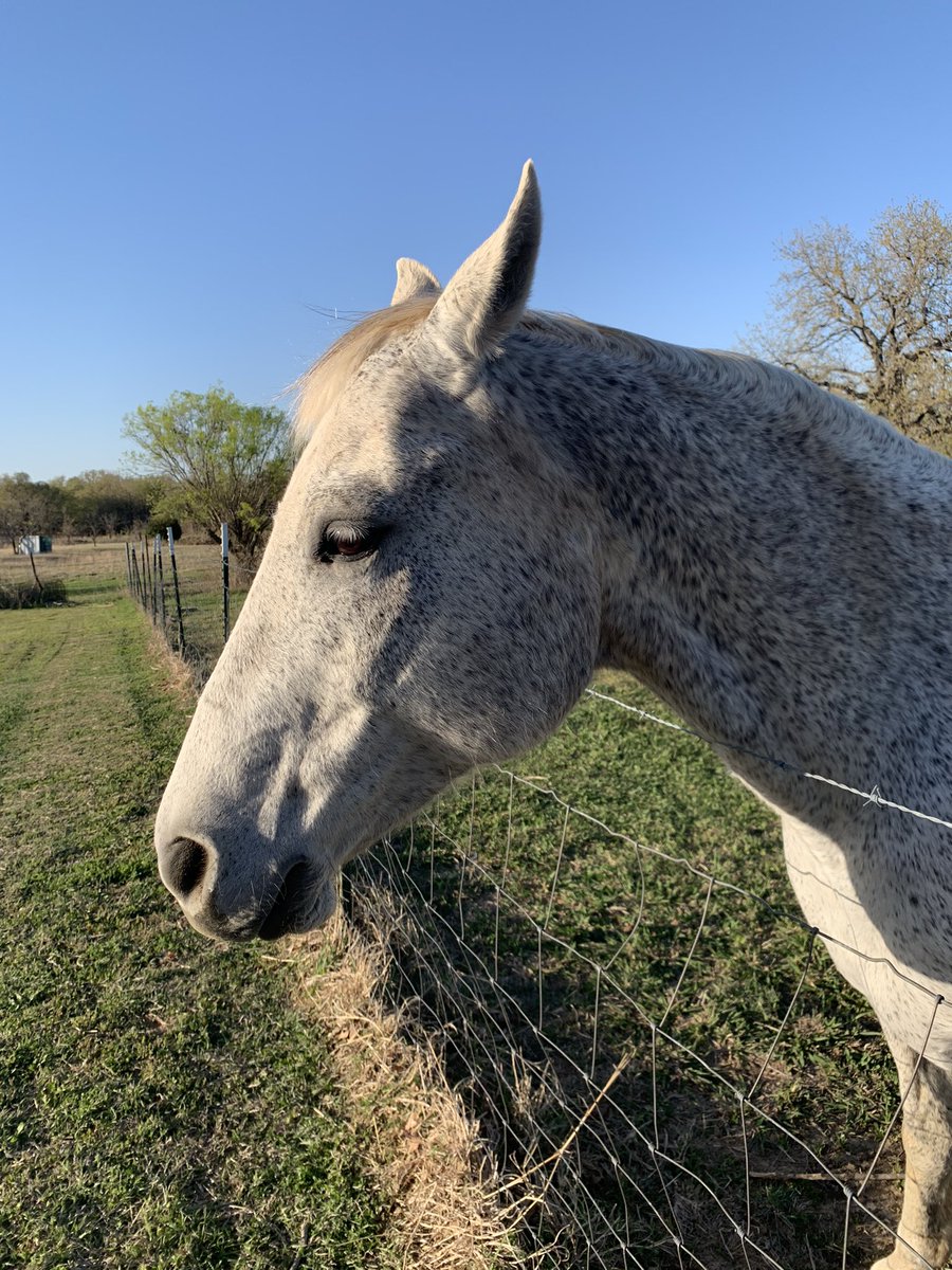 Mom_with_medals's tweet photo. Wish I could get a pic of her w/o her ears always ready to pin. Mare problems though. Grey mare to boot! #MareProblems https://t.co/4Elz9tmRNB