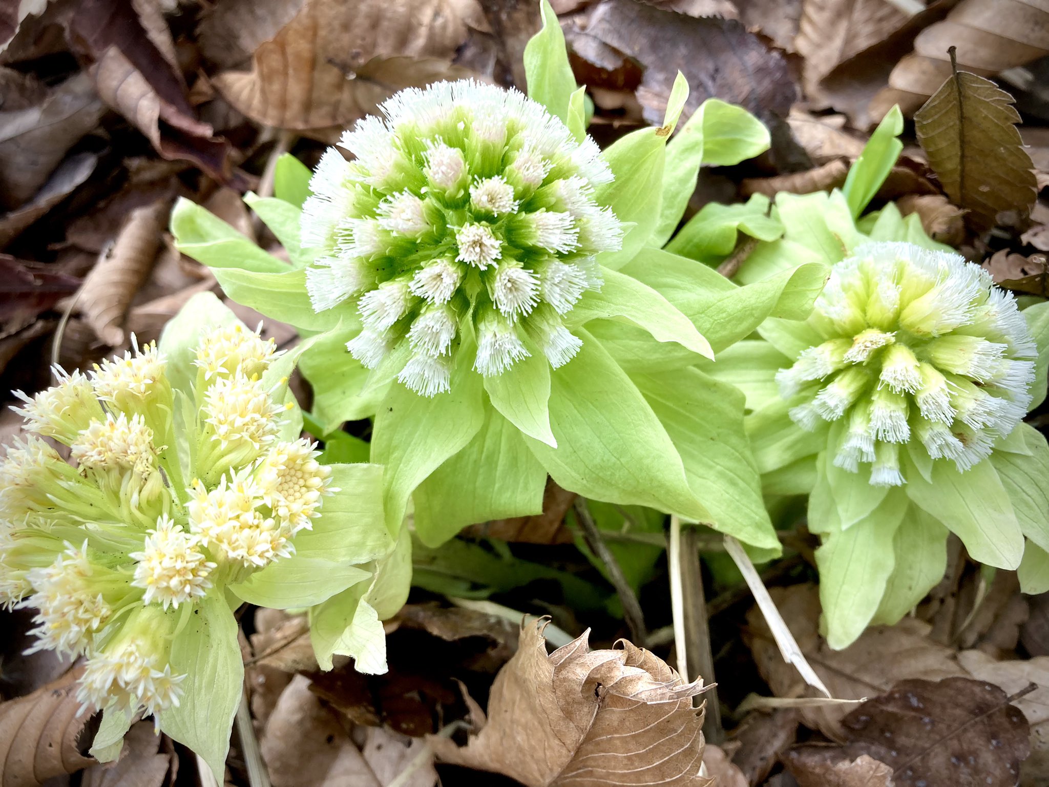 超神ネイガー ばっけ ふきのとう の花のホワホワした感じ 好き へばな T Co A8qdwderkx Twitter