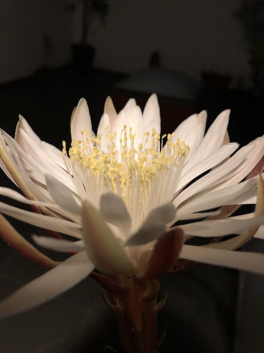 Minamontiel's tweet photo. @francesarnold Also in the City #cactusflowers https://t.co/3HC1pqY3Zh