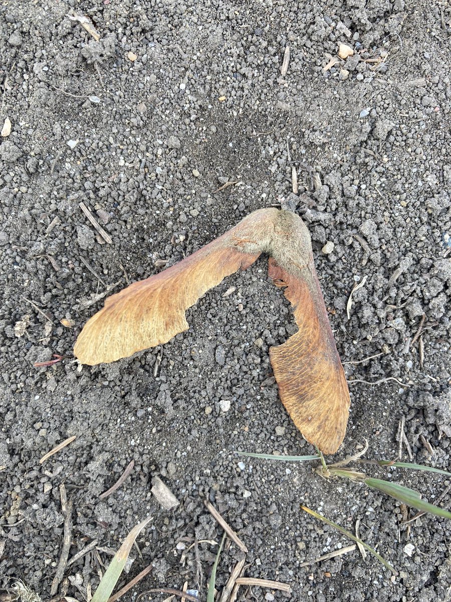 DustinBajer's tweet photo. More fun #yegtree finds. I suspect that this is a paper leaf maple (Acer griseum).

I might have to head back and collect more seeds for @shrubscriber / @ForestCityPlant. 

#acergriseum https://t.co/mzsdA5Bd6A