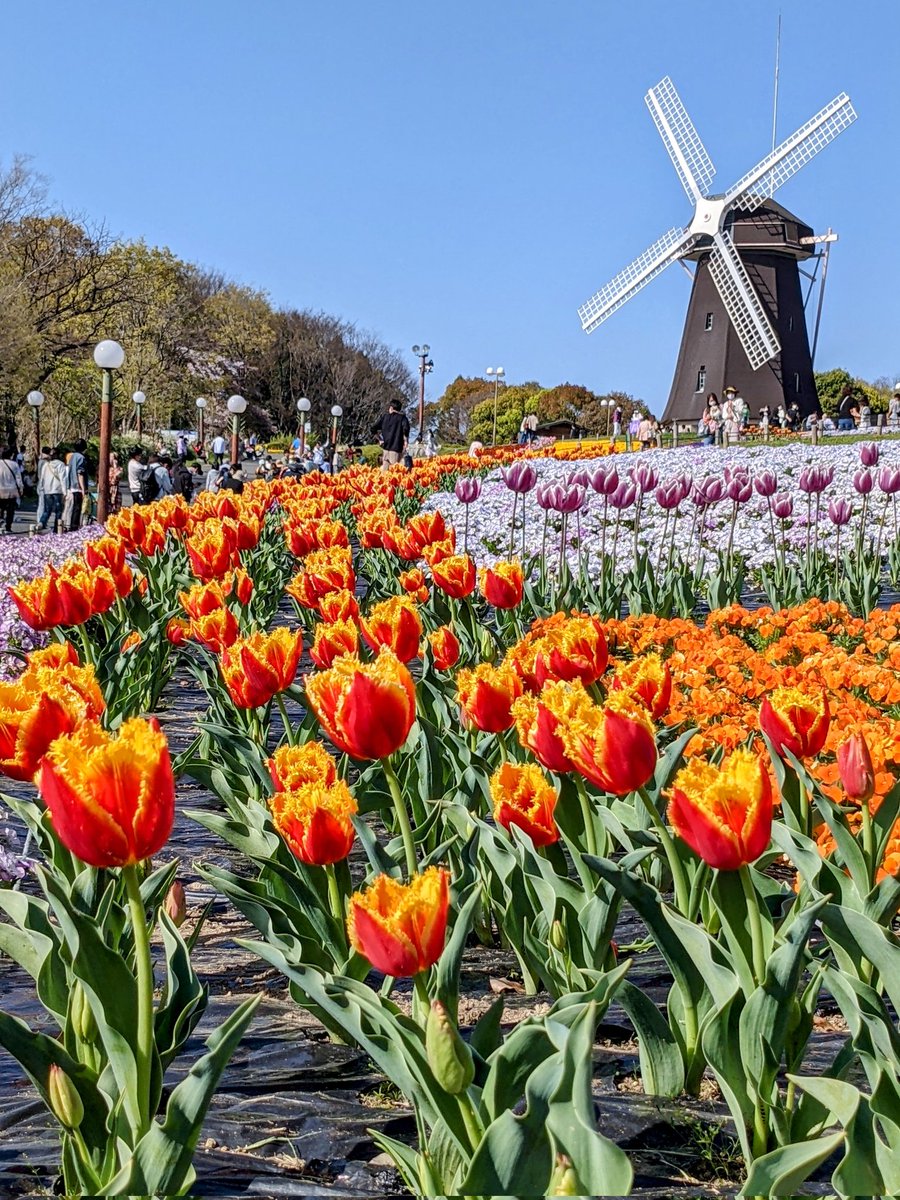 チューリップ満開☆

#チューリップ　#花　#春　#鶴見区　#鶴見緑地公園　#花博記念公園鶴見緑地　#風車　#風車の丘　#快晴　#休日　#大阪　#シンガーソングライター