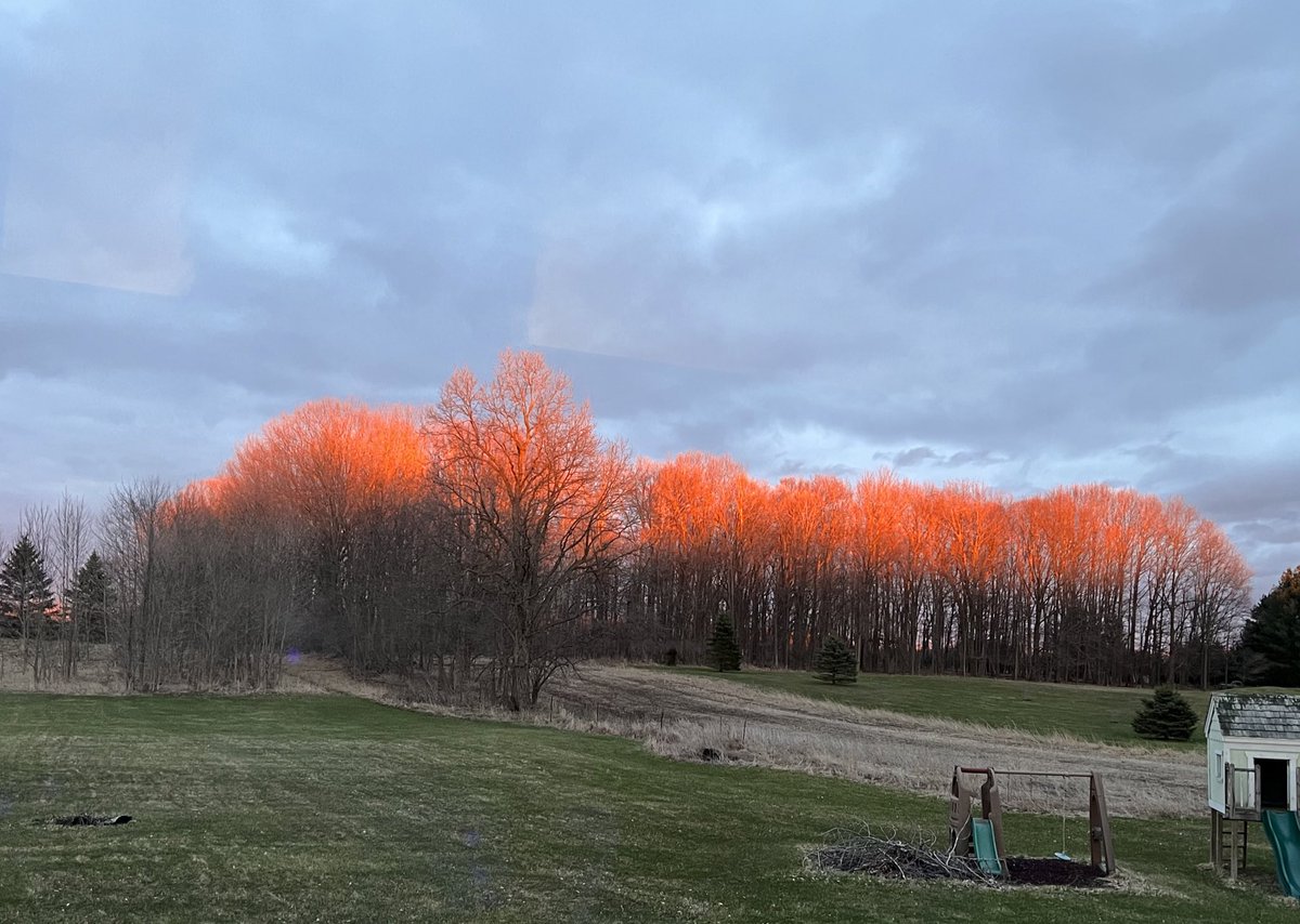 JAM_66's tweet photo. Just happened to catch this beautiful sight outside our window tonight. Have never seen this happen before. Does anyone know what caused this?  Didn’t last long but so happy we had a late dinner and caught it! #PureMichigan #Sunset #FireTrees https://t.co/NjQ0seUev8