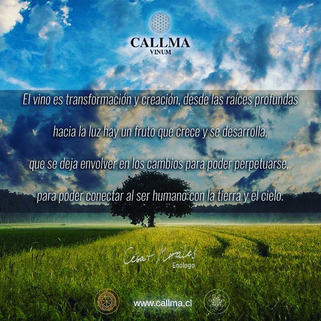CallmaVinum's tweet photo. https://t.co/8VESDIxqvX #chileanwine #vinosconpersonalidad #viñaterosindependientes #vino #pequeñasproducciones #winelover #callmavinum #wineofchile #movichile_br #MOVILaTienda #lacavadelsommelier #bacovinobistro #movichile #restaurantedoncarlos🍽 #wine_promotion_ https://t.co/4MyX5i5JvQ