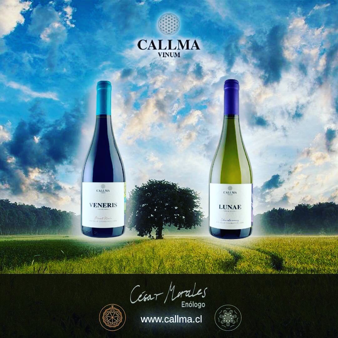 CallmaVinum's tweet photo. https://t.co/8VESDIxqvX #chileanwine #vinosconpersonalidad #viñaterosindependientes #vino #pequeñasproducciones #winelover #callmavinum #wineofchile #movichile_br #MOVILaTienda #lacavadelsommelier #bacovinobistro #movichile #restaurantedoncarlos🍽 #wine_promotion_ https://t.co/4MyX5i5JvQ