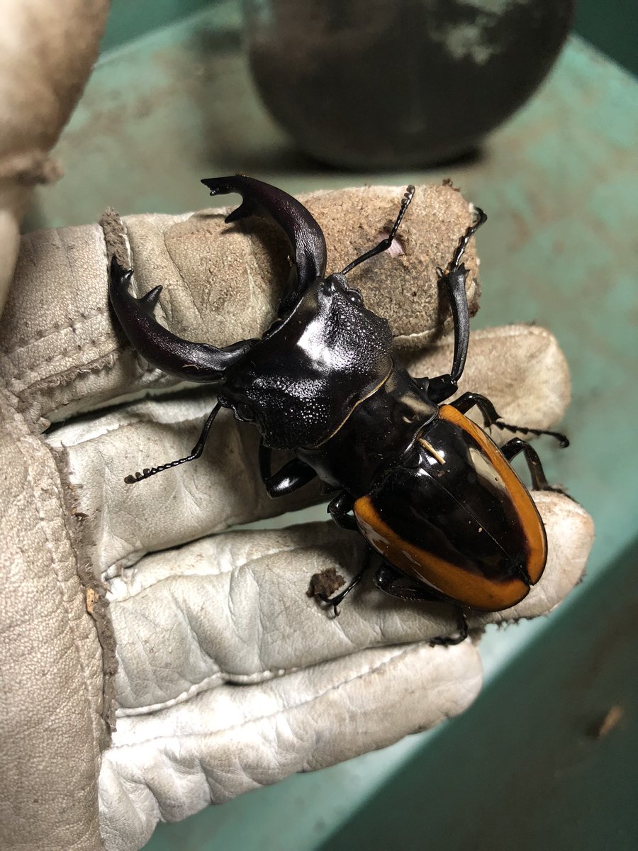 小祐 (@kHjMbFiTQrxu5kd) / Posts / X