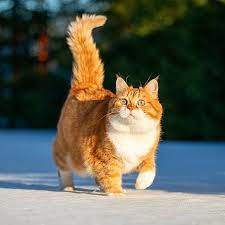 SisterFelipes's tweet photo. @EthanTheRaccy this lovely cat😍 https://t.co/dqkf7IuPaF
