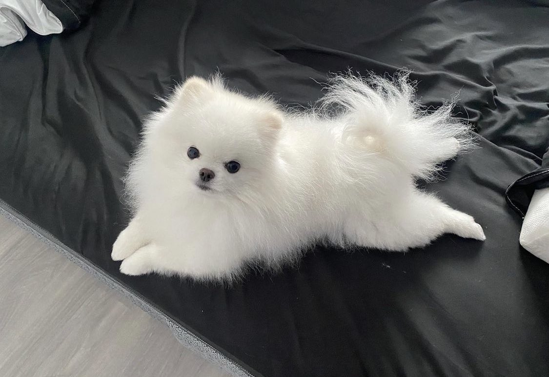 floooofik's tweet photo. Subscribe to my onlyfloofs #ad https://t.co/djwLMCNE57