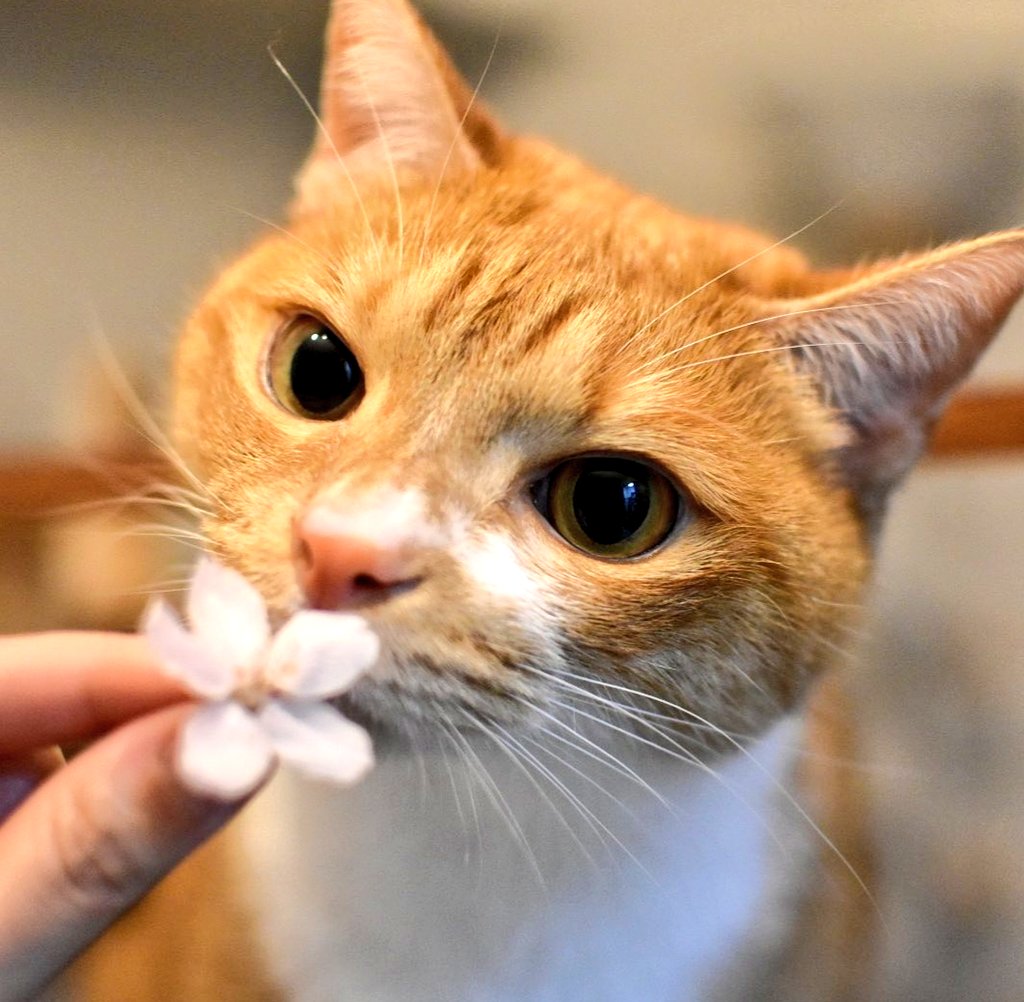 rayooo610's tweet image. ولدي صاحب كيوف ... 
#CatsOfTwitter #chicoo