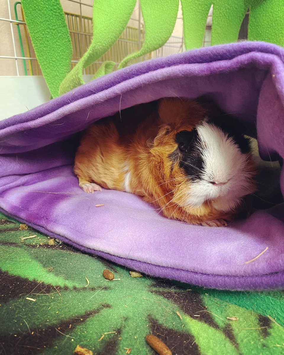💕
#Guineapig