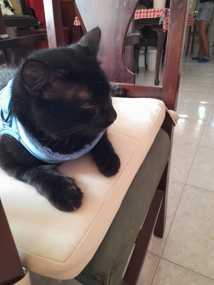 ClauSoto #J11 tweet media