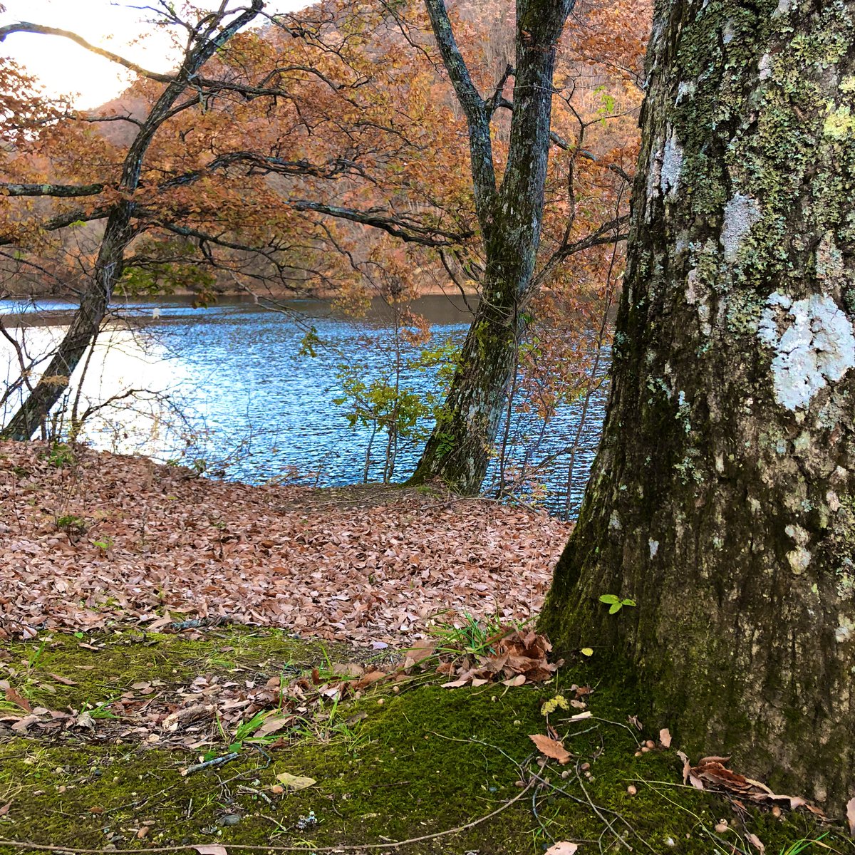 KnitSnow's tweet photo. 七ヶ宿町の長寿湖です。
森の湖畔というのはどうしてこんなに静かな気分になれるのでしょうか。

＃宮城県　＃七ヶ宿町　＃湖　＃長寿湖　＃森の湖畔　

https://t.co/6XRLTPAW2g