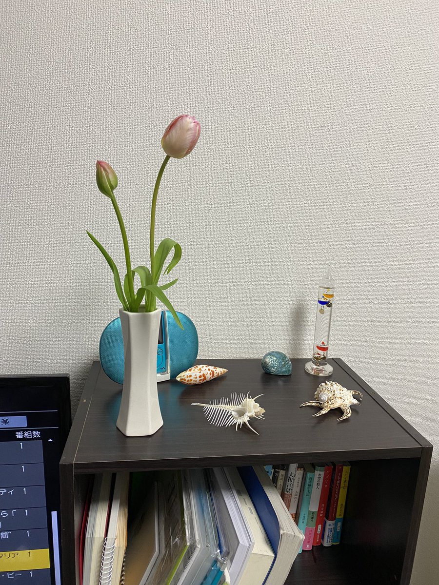 Dasyatistingray's tweet photo. おはようございます
先日、春の醍醐味、チューリップを買いました🌷
温度変化で、表情がコロコロと変わるんですよ！ https://t.co/sUdOIRcDaE