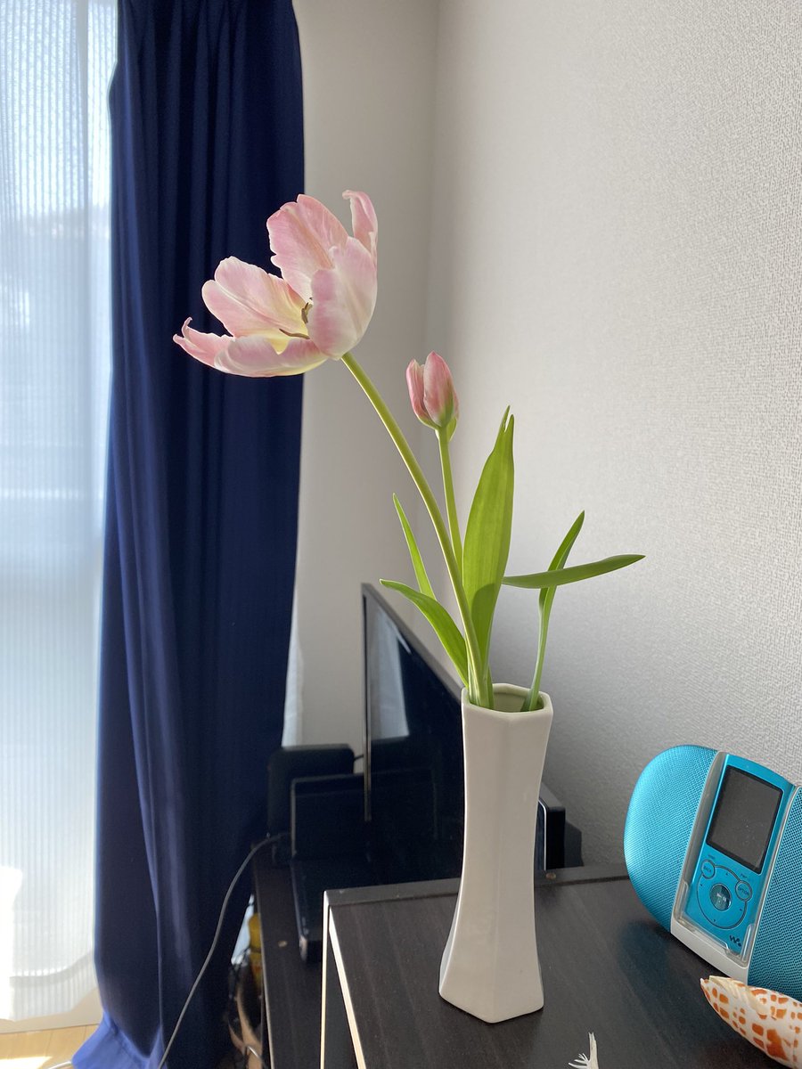Dasyatistingray's tweet photo. おはようございます
先日、春の醍醐味、チューリップを買いました🌷
温度変化で、表情がコロコロと変わるんですよ！ https://t.co/sUdOIRcDaE
