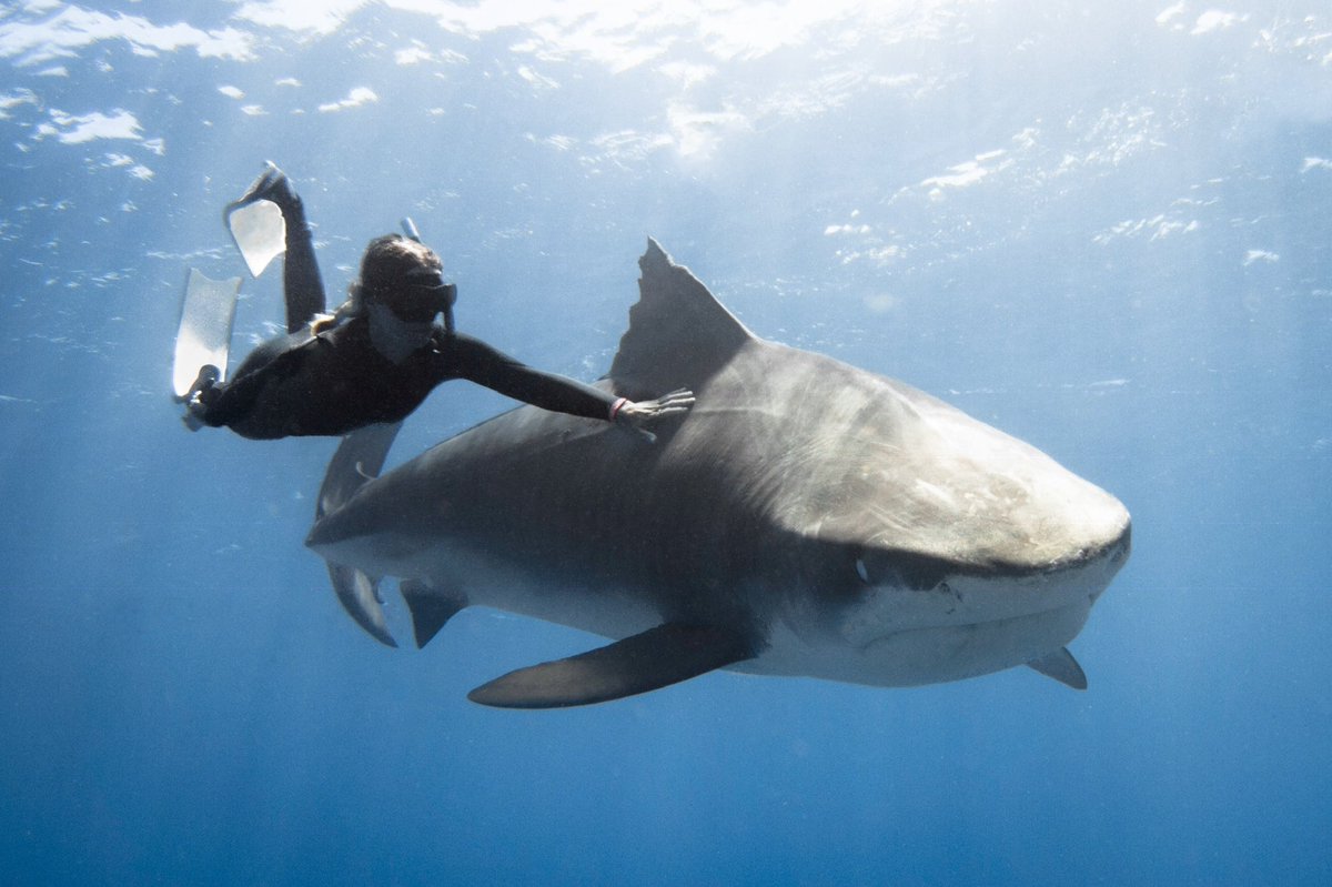 kokocuvier's tweet photo. Meet T16, my favorite shark on this planet. She’s feisty af. She’s popped a zodiac like a chewtoy. I once watched her rip out her own research tag on the reef. Redirections mean nothing to her, she moves for no one. I hope she never changes. She’s exactly what she’s meant to be. https://t.co/q1odg8UUYI