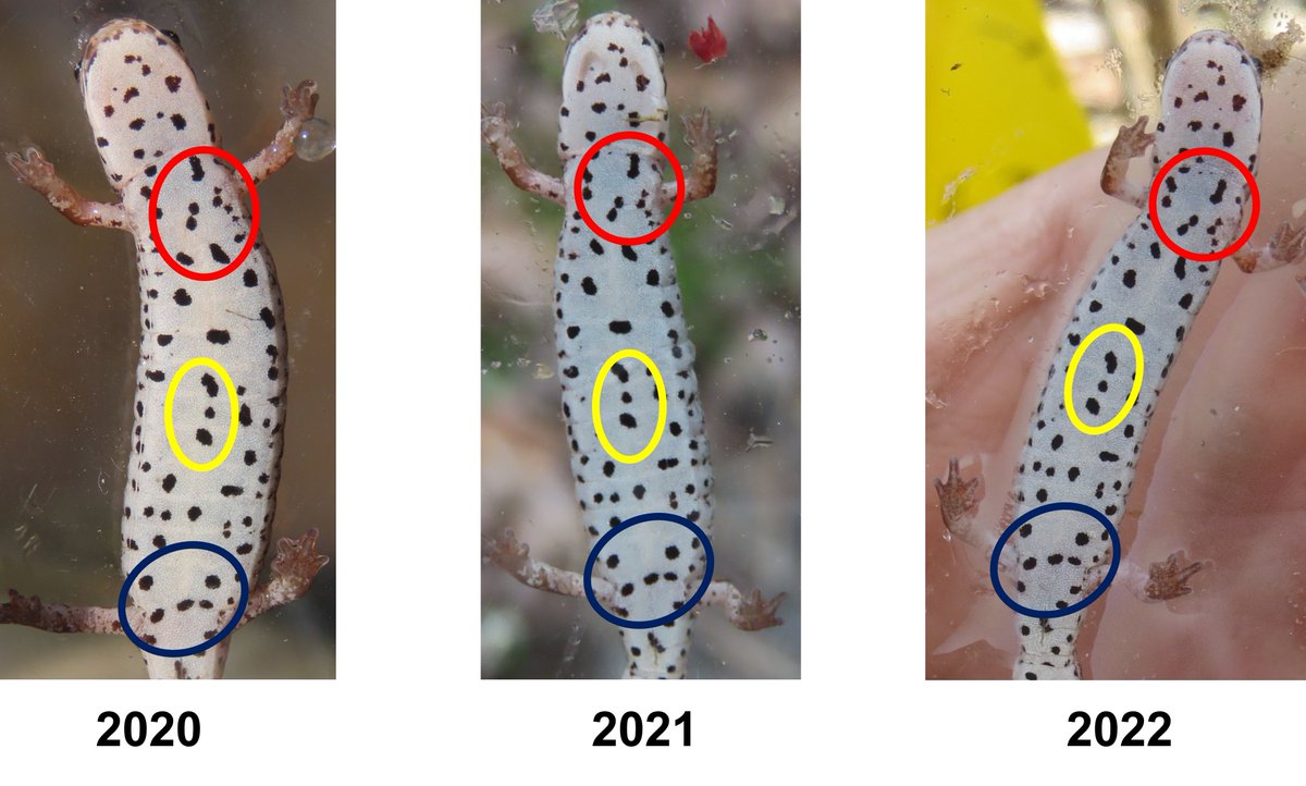KevinHamed1's tweet photo. We are in year 15 of a long-term study on Four-toed Salamanders. Using spot patterns, @vt_fishwild students identify salamanders from previous years. These salamanders show extreme site fidelity, nesting in the same clumps of moss each year. Thank you @TVAnews for your support! https://t.co/ySB2Elex4r