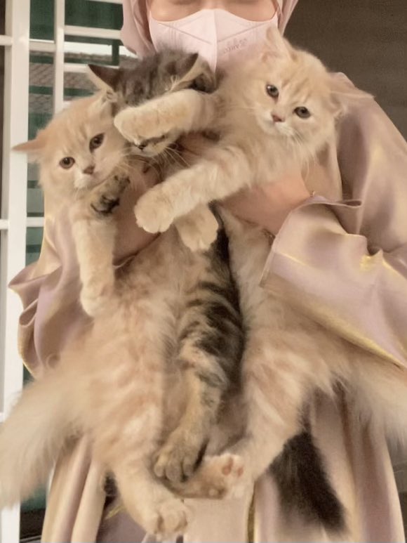 nahlahrsl's tweet photo. so precious might stir fry them for iftar https://t.co/nwABUcNLdp