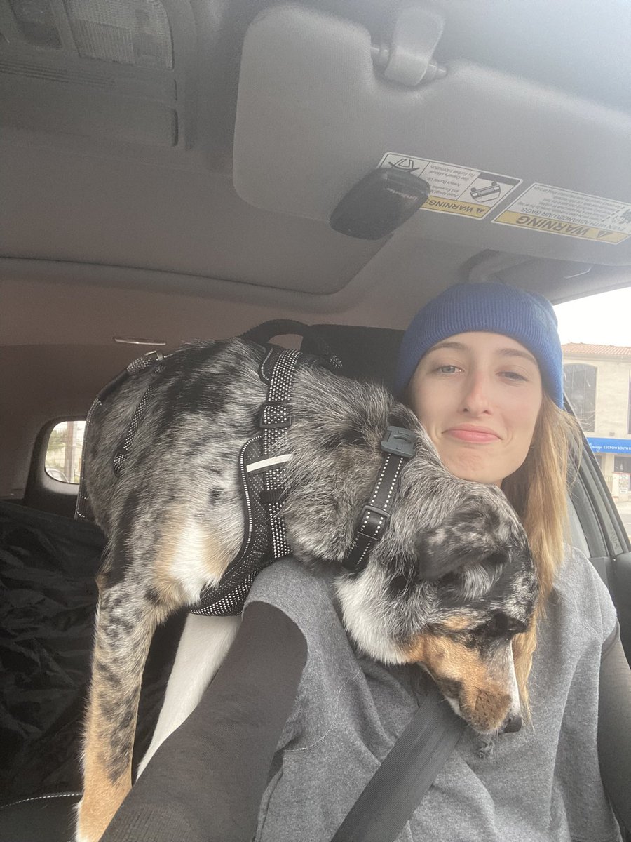 flowstate__'s tweet photo. I got a taller cargo cover for my trunk to try and keep him from climbing into my lap in the car and he does not accept https://t.co/ylYfpcVUr0