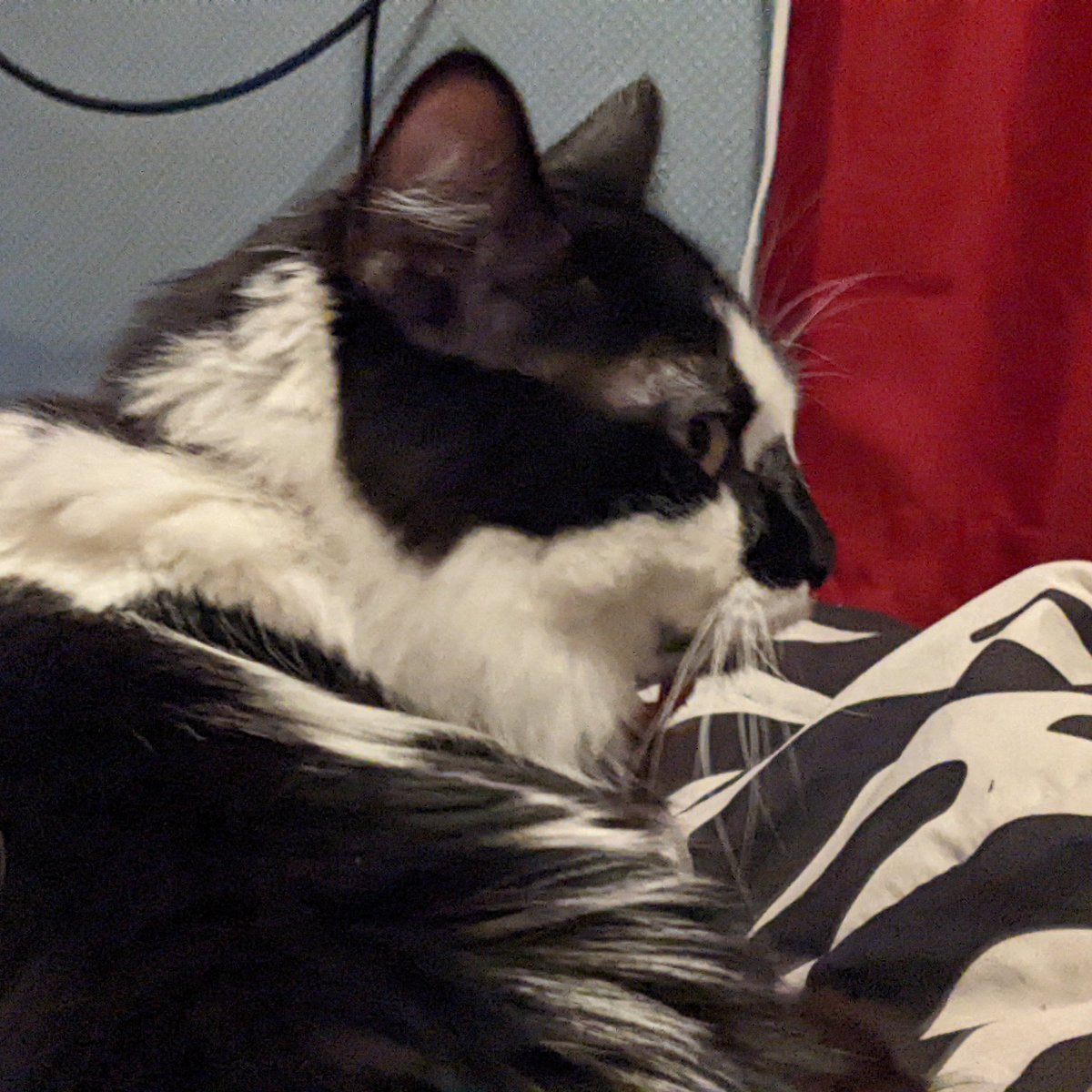 DillyBartheCat's tweet photo. sometime one sit and think... i should eat booger https://t.co/Ff8JEw4jbU