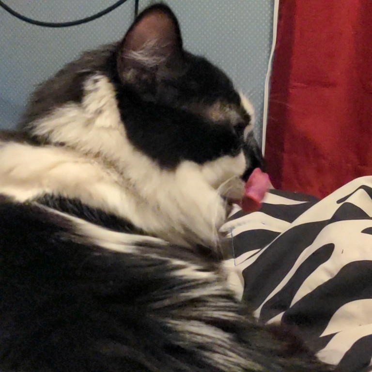 DillyBartheCat's tweet photo. sometime one sit and think... i should eat booger https://t.co/Ff8JEw4jbU