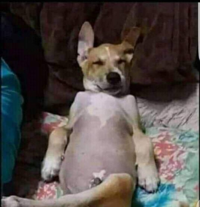 RidaAltaf17's tweet photo. Patwari right now😅
#PTI https://t.co/TKSu3gse19