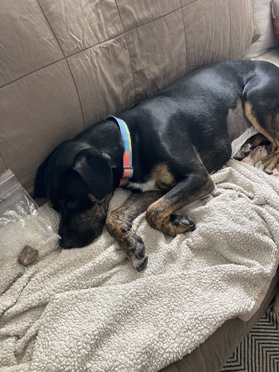 mahoganedreed's tweet photo. Delilah was bored and ate a large chunk of her tennis ball. Not so fun having it surgically removed. https://t.co/XHx6MvfuPK