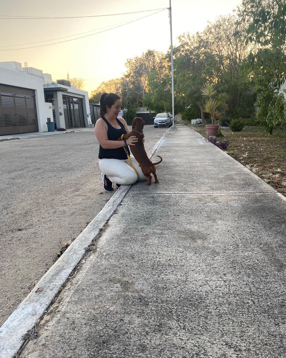 CaroMHC's tweet photo. Paseo del sábado 😅 no estoy segura de quien lleva a quien 😎 🐾 #Dember #Oslo #dauchshund #canecorso #familia https://t.co/LMB5Q4gMJU
