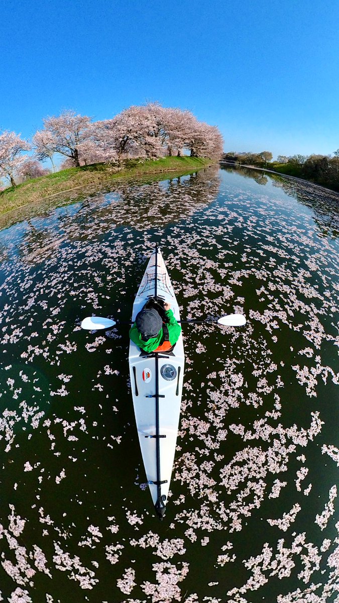kanda244's tweet photo. Full blooming on water.

@insta360 @Insta360Japan one RS.
@orukayak Bay+.

#桜 #さくら #サクラ #🌸 #お花見 #insta360 #insta360oneRS #Kayak #kayaking #orukayak #kayakadventures #cheeryblossom #360度カメラ #360camera https://t.co/PuLuH29Rr0
